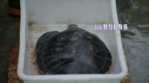 640?wx_fmt=gif&from=appmsg ͼƬ